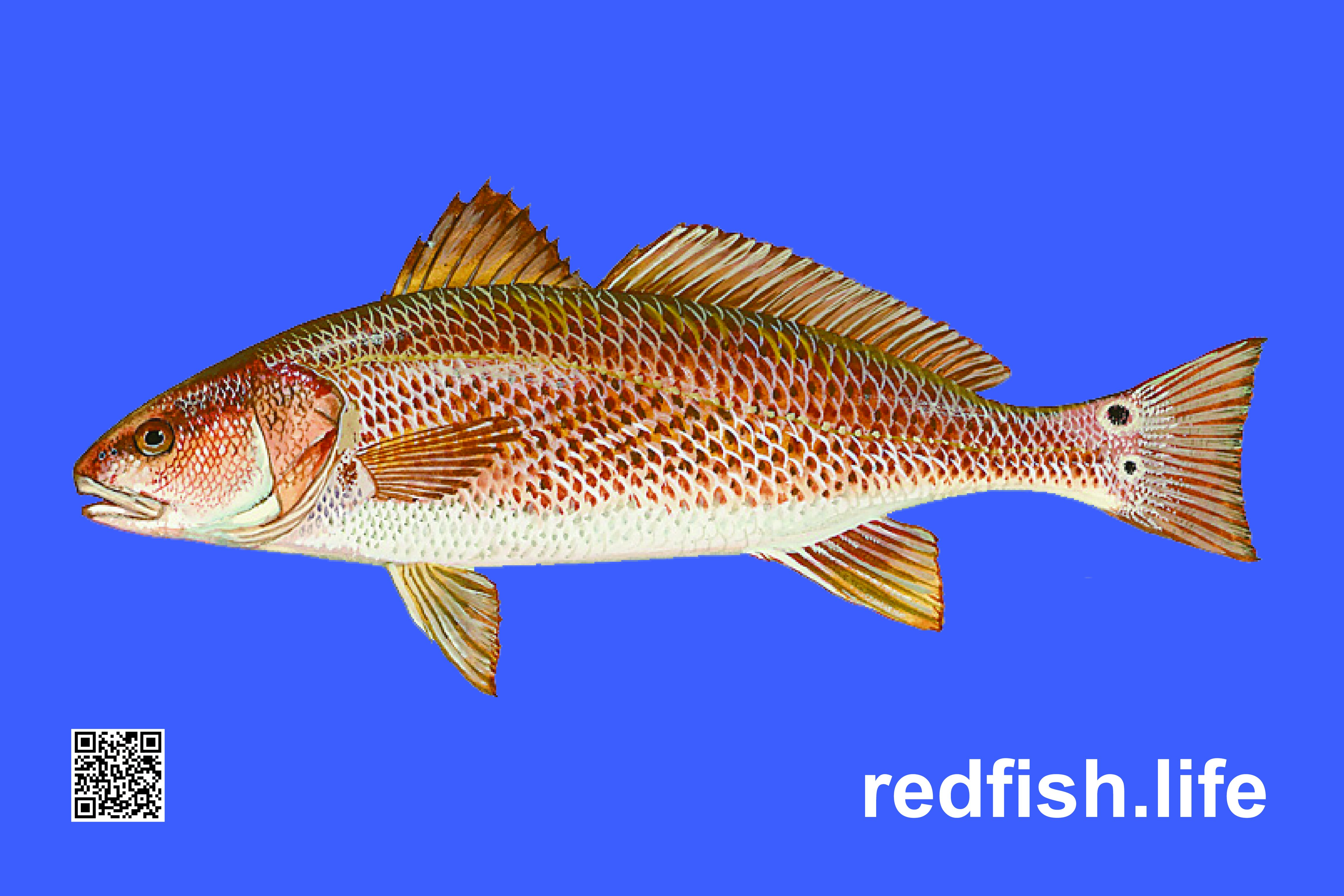 RED FISH FLAG 3D 12" X 18" DOUBLE SIDED