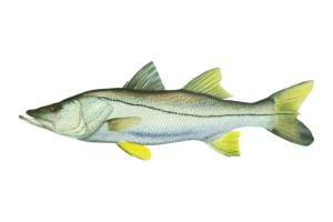 SNOOK FISH FLAG