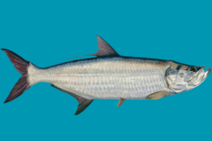 TARPON "SILVER KING" FISH FLAG