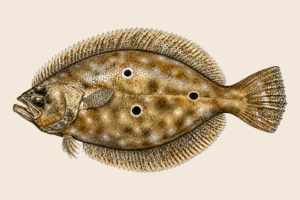 FLOUNDER INSHORE CLASSIC FLAG