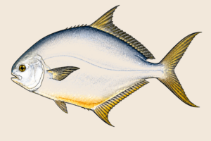 POMPANO SURF FLAG