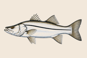 COMMON SNOOK FLAG