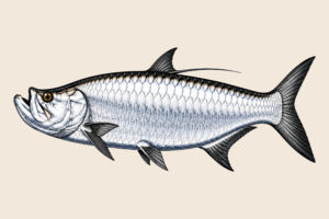 TARPON SURF FLAG