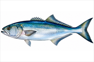 BLUEFISH | LIFE SERIES™