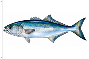 BLUEFISH | LIFE SERIES™