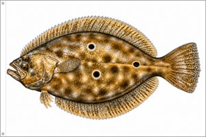 FLOUNDER — INSHORE SERIES™