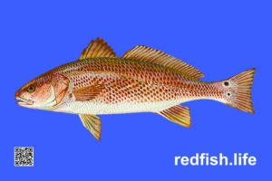 BLUE WATER RED